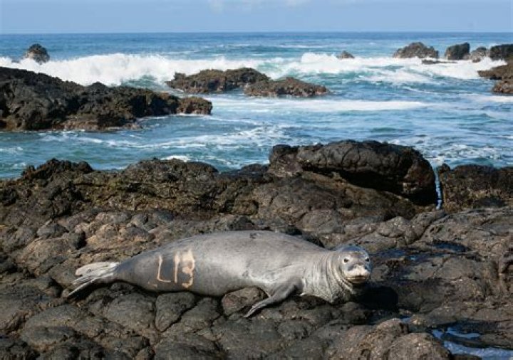 Are monk seals critically endangered?