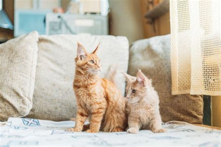 Can I bring a cat into a house with a dog?