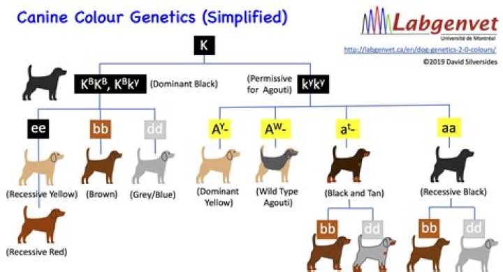 How does dog genetics work?
