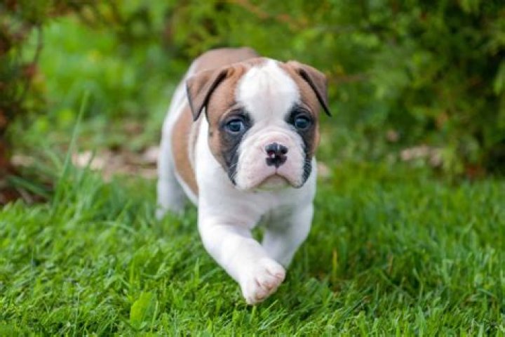 How much do American bulldog puppies cost?