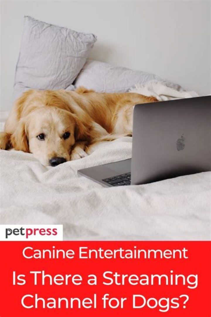 Is there a radio channel for dogs?