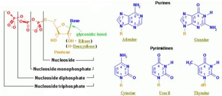 What are nucleoside monophosphates?