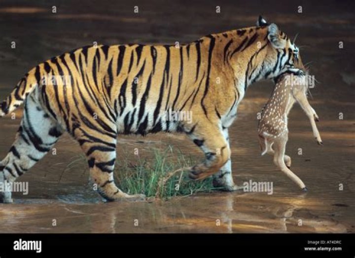 What are Siberian tigers prey?