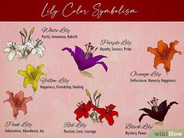 What do orange lilies symbolize?