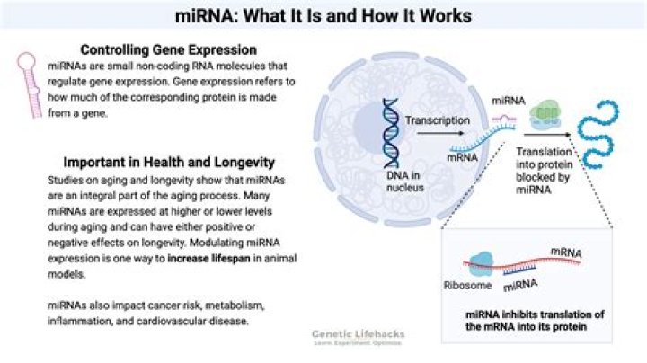 What is a microRNA sponge?
