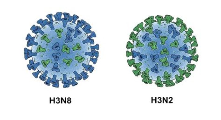 What is canine influenza H3N8?