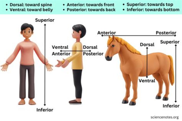 What is the posterior side of an animal?