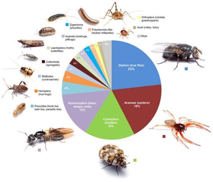 What kind of bugs can live in your stomach?
