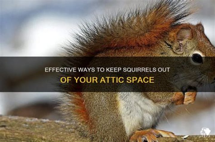 What repels squirrels from the attic?