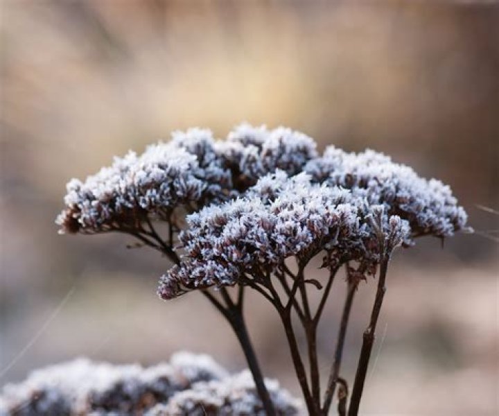When should sedum be cut back?