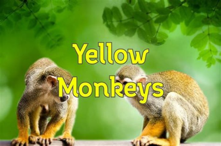 Where do yellow monkeys live?
