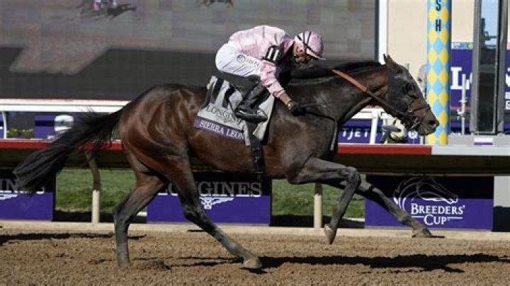 Who won the 2014 Breeders Cup Classic?